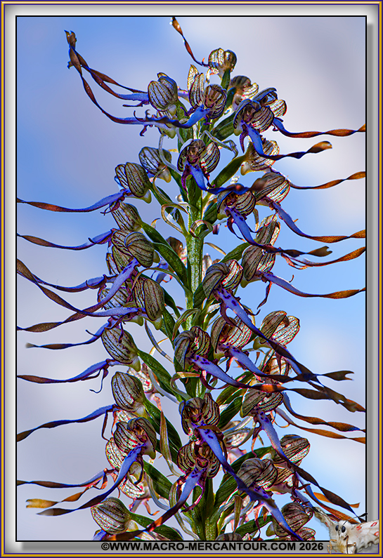 Orchis Bouc